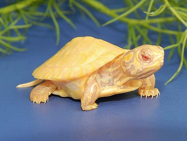 Черепаха Красноухая альбинос (лат. Trachemys scripta)