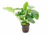 Анубиас Бартера карликовый (Anubias barteri var nana)