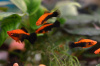 Меченосец Кубинский (Xiphophorus helleri Red Black Tuxedo)