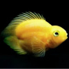 Цихлида Попугай Желтый  сердце видный (Yellow Parrot Cichlid)