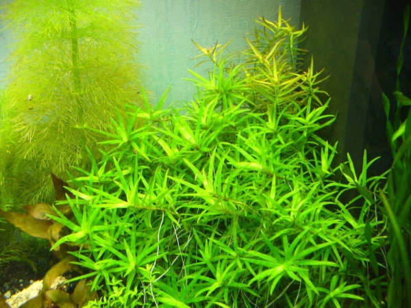 Гетерантера остролистная (Heteranthera zosterifolia)