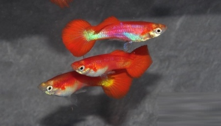 Гуппи розовый фламинго (Guppy pink flamingo)