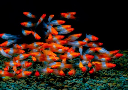 Меченосец Геллера кои красноглазый (Xiphophorus helleri Koi Red Eye)