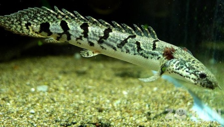 Полиптерус Дельгези (Polypterus delhezi) 5-7 см