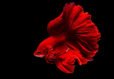 Петушок Халф Мун розохвостый красный самец (Betta male Halfmoon Rosetail red)