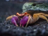 Краб Тиоманикум  Неон Диско  (Geosesarma tiomanicum sp. Neon) САМКА