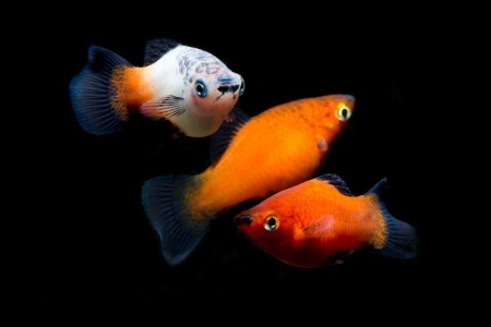 Пецилия триколор (Xiphophorus maculatus Showa Tricolor Platy)
