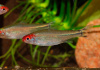 Родостомус, Тетра красноносая  (Hemigrammus rhodostomus, Hemmigrammus bleheri)