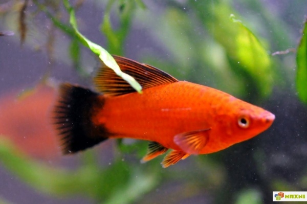 Пецилия красная чернохвостая высокоплавничная (Xiphophorus maculatus red black tail sailfin)