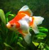Риукин красно-белый с широким хвостом (Goldfish Ryukin red & white broad tail)