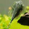 Севилия Линеолата  Псевдоскат  (Sewellia Lineolata) сом
