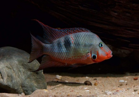 Цихлазома Меека (Thorichthys meeki)