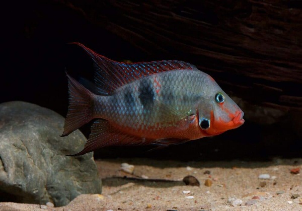 Цихлазома Меека (Thorichthys meeki)