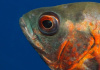 Цихлида Астронотус ореховый 5-6 см (Astronotus Ocellatus)