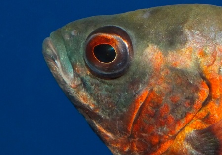 Цихлида Астронотус ореховый 5-6 см (Astronotus Ocellatus)