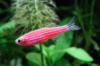 Данио рерио Глофиш розовый (Danio rerio glofish)