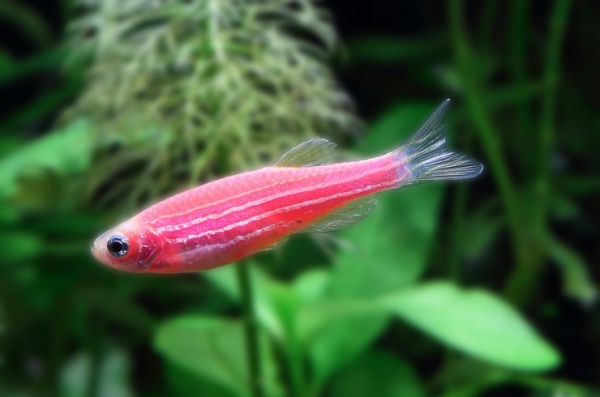 Данио рерио Глофиш розовый (Danio rerio glofish)