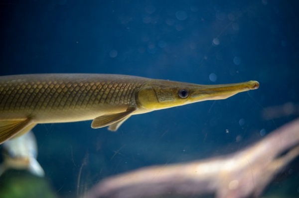 Щука Длинорылый Панцирник  (Lepisosteus osseus) 8-11 см