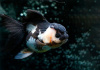 Оранда панда (Goldfish Oranda panda)