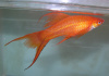Меченосец Геллера красный лирохвостый (Xiphophorus helleri Red Lyretail)