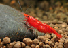 Креветка Красный огонь (Neocaridina heteropoda Fire Red)  ЯРКИЕ