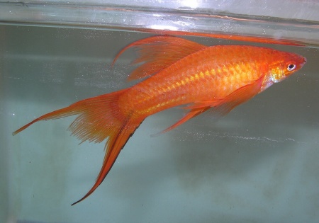 Меченосец Геллера красный лирохвостый (Xiphophorus helleri Red Lyretail)