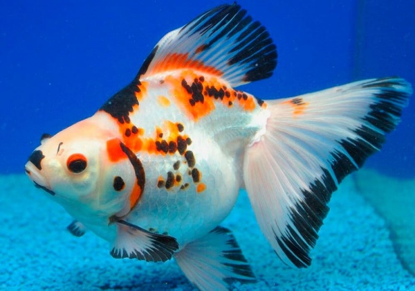 Риукин трехцветный короткохвостый (Goldfish Ryukin tricolour short tai)