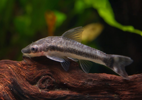 Отоцинклюс Аффинис (Otocinclus Affinis) сом водрослеед  чистильщик 2,5 см