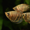 Гурами Шоколадный  (Sphaerichthys osphormenoides)