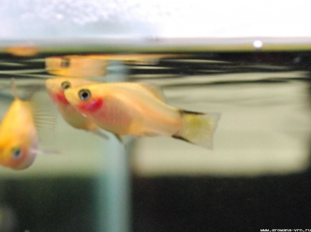 Пецилия золотая комета (Xiphophorus maculatus Golden Comet Platy)