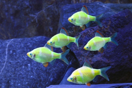 Барбус гонконг глофиш зеленый (Barbus GloFish)
