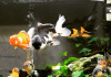 Оранда панда (Goldfish Oranda panda)