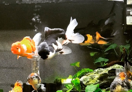 Оранда панда (Goldfish Oranda panda)