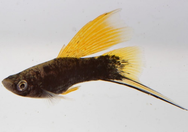 Меченосец Геллера черный флаговый (Xiphophorus helleri Black Sword Hi Fin)