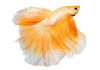 Петушок Халф Мун желтый бабочка самец (Betta splendens Halfmoon Yellow Butterfly)