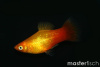 Пецилия солнечная закат (Xiphophorus maculatus sunset Platy) сансэт
