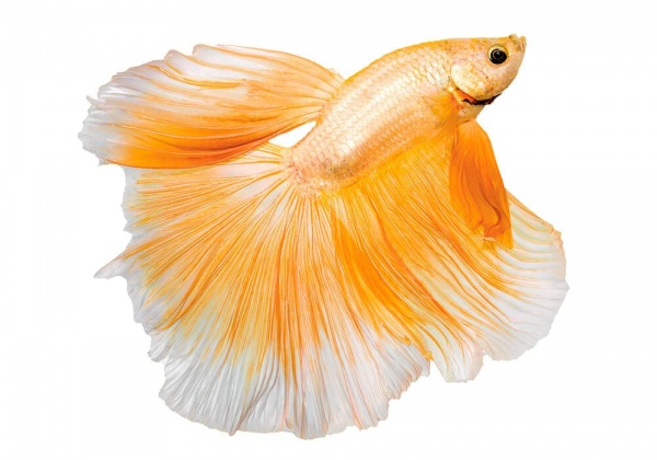 Петушок Халф Мун желтый бабочка самец (Betta splendens Halfmoon Yellow Butterfly)