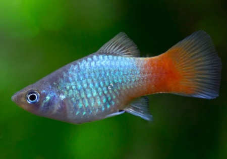 Пецилия голубой корал (Xiphophorus maculatus Blue Coral Platy)