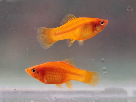 Пецилия золотая (Xiphophorus maculatus golden Platy)