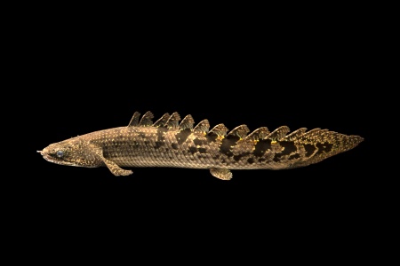 Полиптерус Дельгези (Polypterus delhezi) 5-7 см