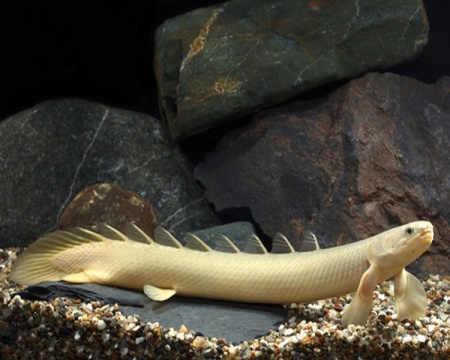Полиптерус Сенегальский (Polypterus senegalus) 5-6 см 