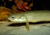 Полиптерус Сенегальский (Polypterus senegalus) 5-6 см 