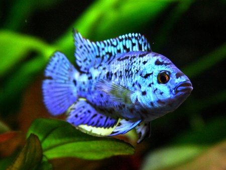 Цихлазома Блю Демпси (Rocio octofasciata Blue Jack Dempsey) 3,5-4,5 см