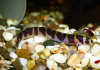 Акантофтальмус Кюля (Acanthophthalmus Pangio kuhlii) 5 см 