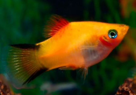 Пецилия золотая комета (Xiphophorus maculatus Golden Comet Platy)