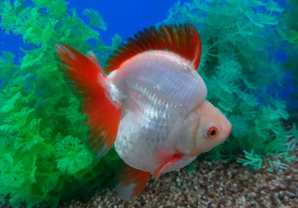 Риукин белый с красным коротким хвостом (Goldfish Ryukin white Red short tail)