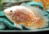 Цихлида Астронотус тигровый альбинос (astronotus-ocellatus albino)
