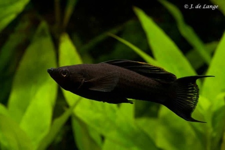 Моллинезия черная лирохвостая (Poecilia sphenops Black lyretail Molly)