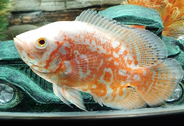 Цихлида Астронотус тигровый альбинос (astronotus-ocellatus albino)