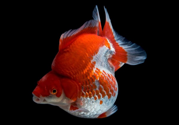 Риукин красно-белый короткохвостый (Goldfish Ryukin white & Red short tail)
